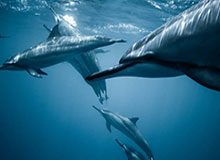 电竞对战-韦世豪新发型至少还能留5天？卡纳瓦罗：真没法看